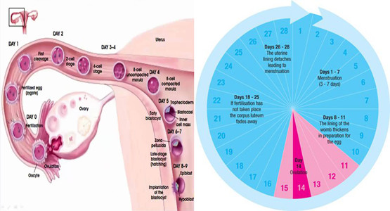 Ovulation